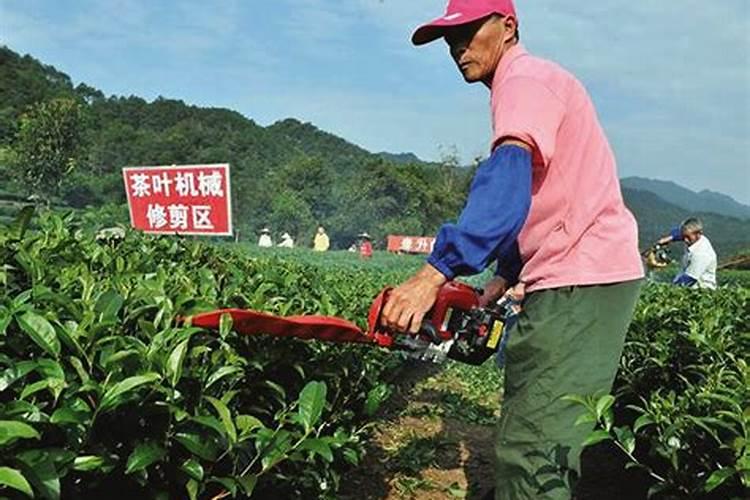 茶叶剪枝过后什么时候是施肥最佳时机？