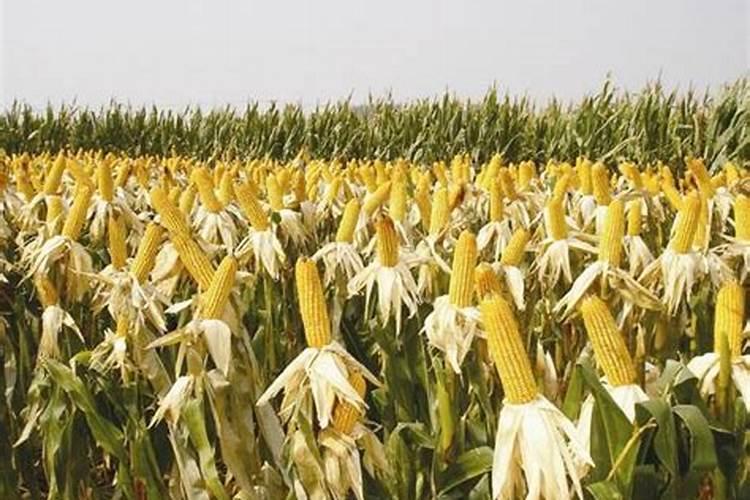 核桃树无公害施肥技术是什么？
