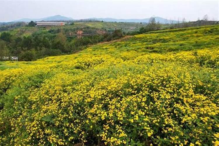 菊花怎么施肥