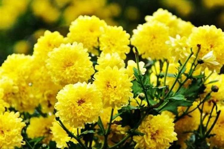 植物缺少必须元素的症状(图片)。