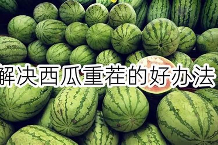 西瓜重茬地处理方法