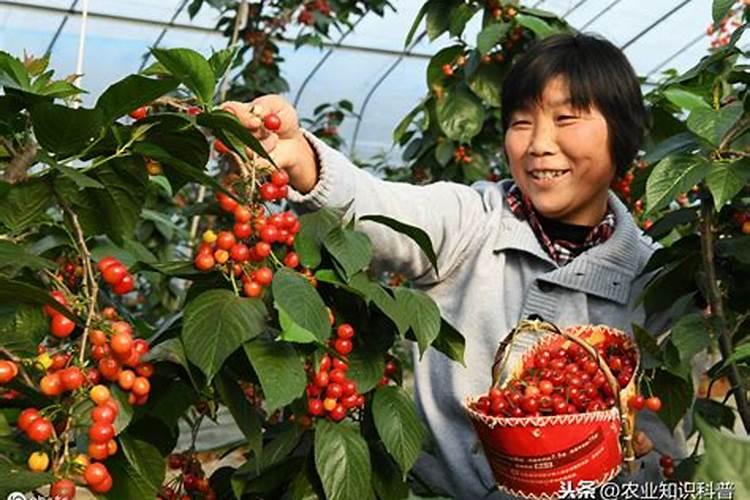 武当道菊地址在哪里？