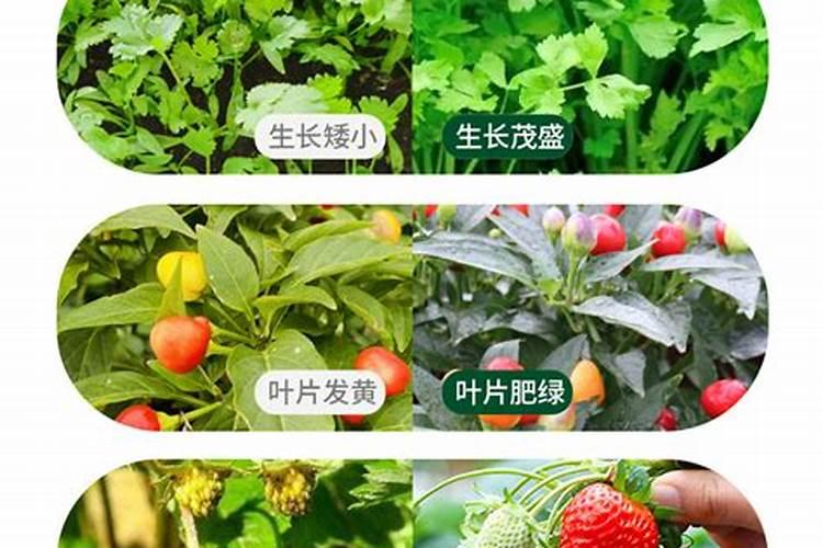 桃子幼果流胶喷什么药