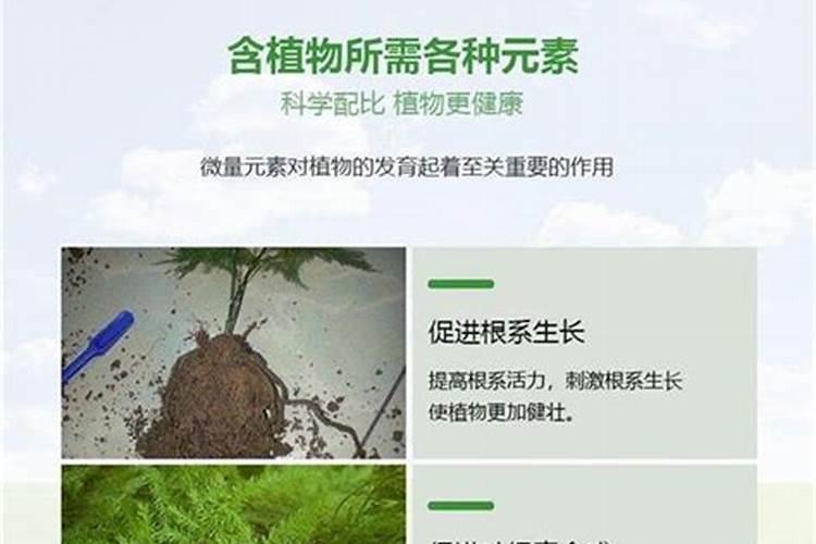 文竹底肥放什么肥好(底肥施用方法)