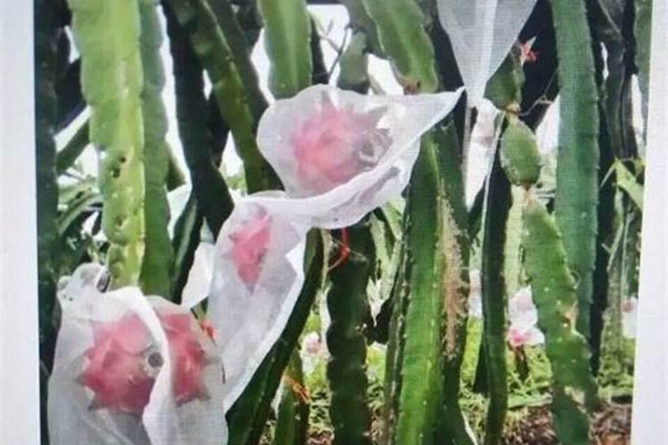 火龙果需要什么肥料