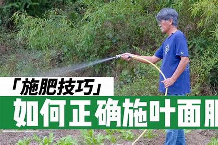 树木怎样施肥