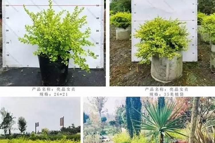 海桐如何施肥,海桐的施肥方法？