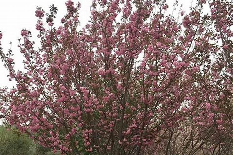 樱花怎么施肥