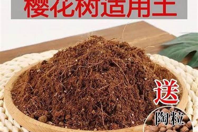 樱花开花前怎么养护