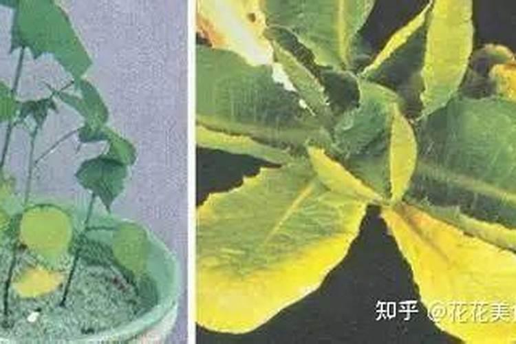柠檬树全株树叶枯黄,怎么样才能让树叶肥绿肥绿的。