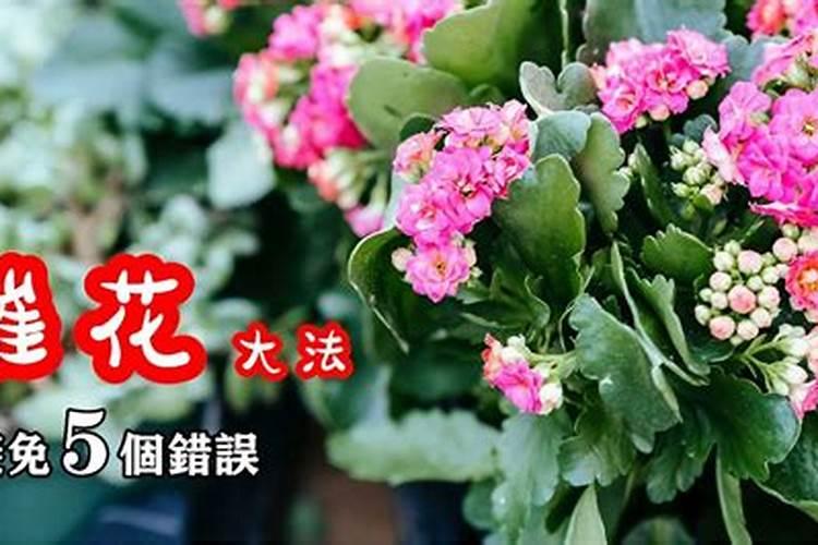 落叶直接埋土里能做肥料吗 树叶埋在地里可以做肥料吗