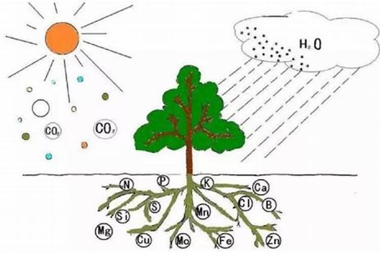 硅钙镁元素肥对土壤有什么好处？