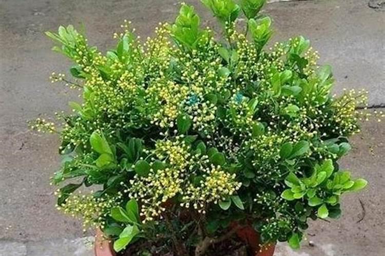 茶花黄叶掉叶开花少怎么办