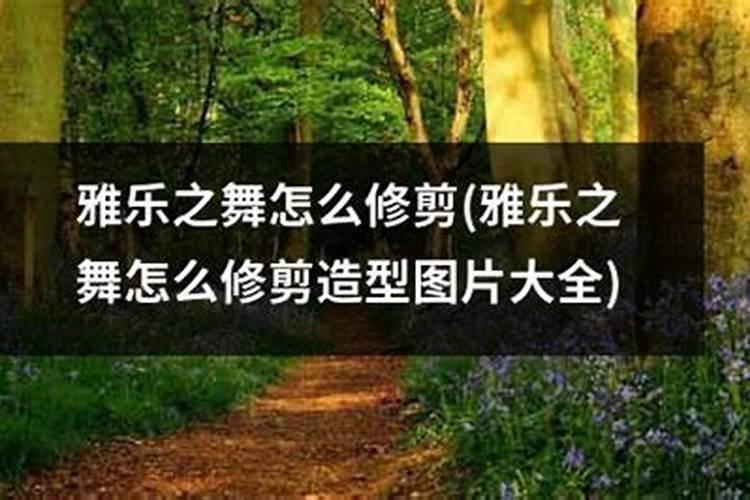 富贵竹能种在土里吗
