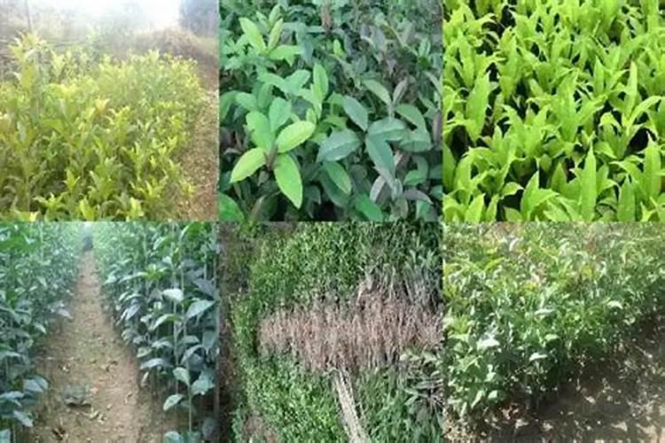 萝卜追肥用什么肥料