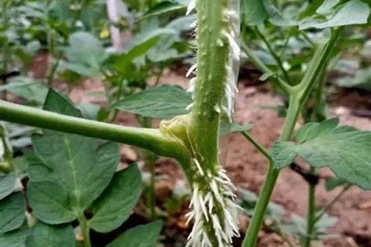 蓟马虫药 助剂 叶面肥对豇豆有什么副作用吗