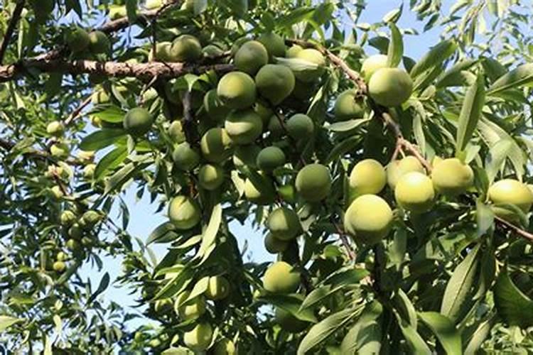 绿植施肥用什么肥料最好 给绿植施4种肥长得好