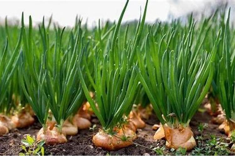 洋葱怎么施肥？洋葱种植方法及播种时间