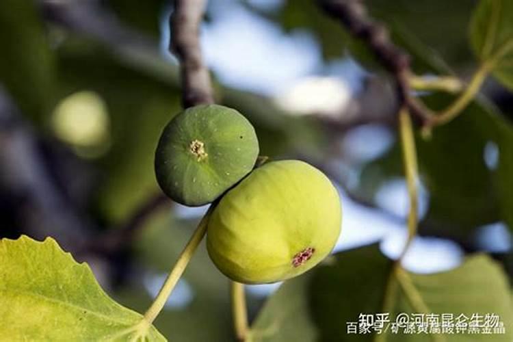 蚯蚓土的使用方法