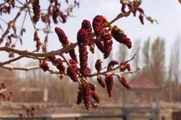 白杨树用什么肥料长的最快？