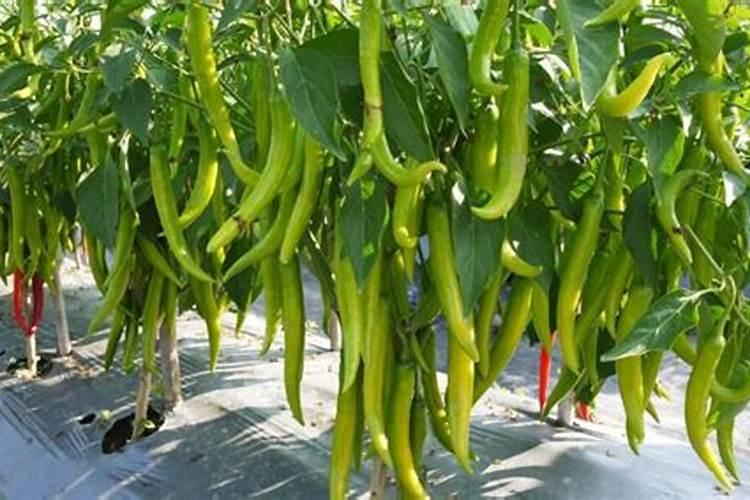 花草施肥在什么时间最好;刚种的花可以施肥吗