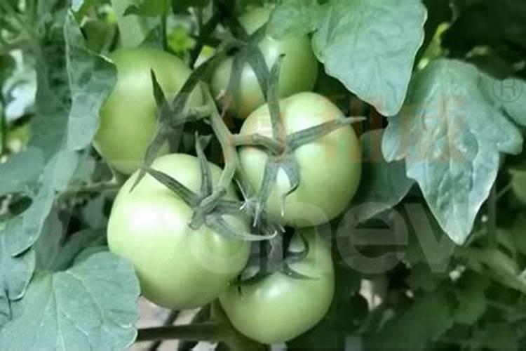 西红柿生根慢怎么治