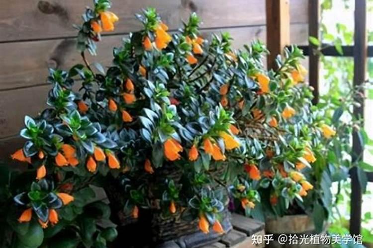 葡萄花穗期怎么管理