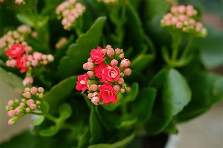 买回来的长寿花带花苞怎么养护