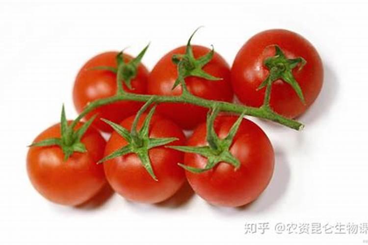 如何给番茄喷叶面肥？钾肥？