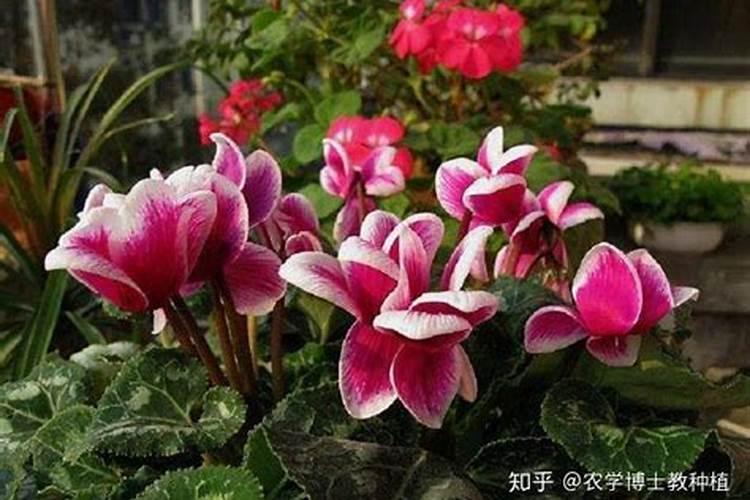 丝瓜用什么肥料产量高 挂果后施什么肥料