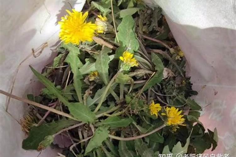 蒲公英是什么科,蒲公英是植物的一种吗