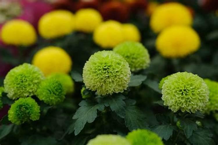 乒乓菊一年开几次花 花期月份与时间