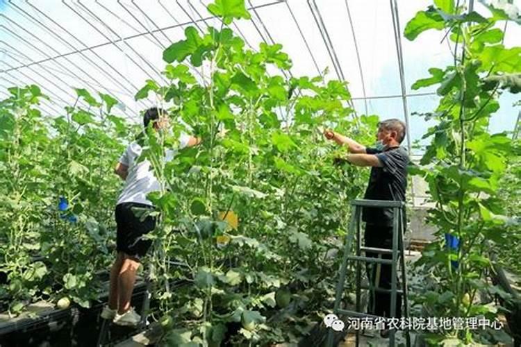 发芽的红薯可以吃吗