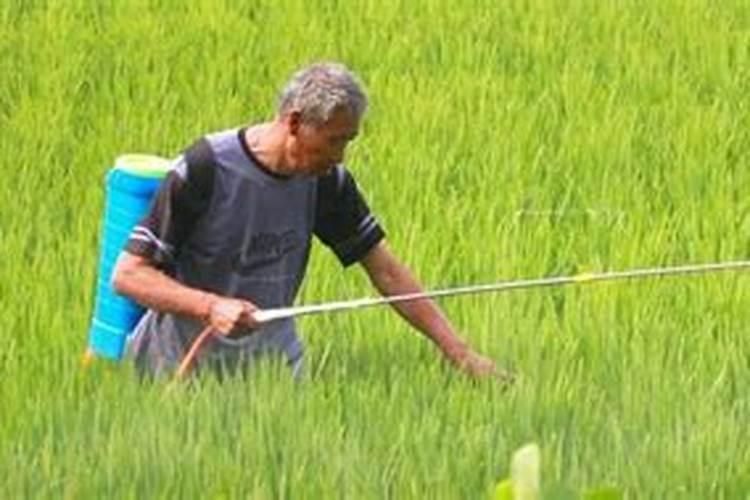 台湾佳果多大元素水溶肥用于葡萄种植什么时候用？一个周期用几次？