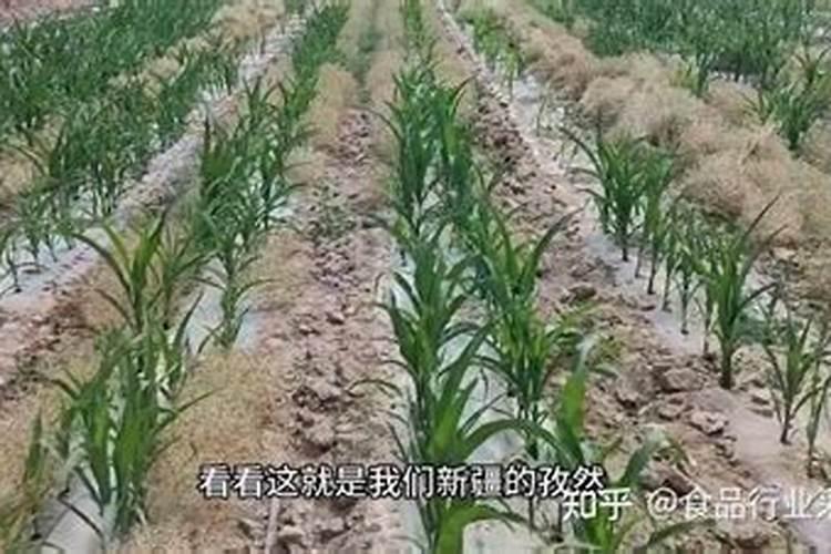 仔然怎样种植不死苗？