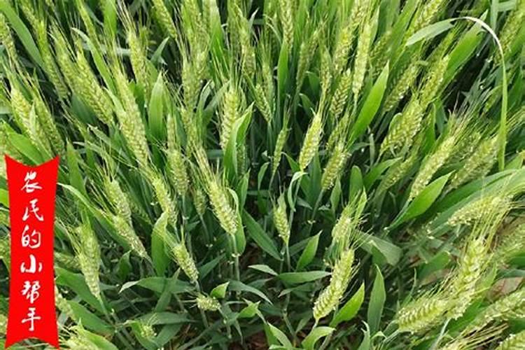 黄芩用什么除草剂？