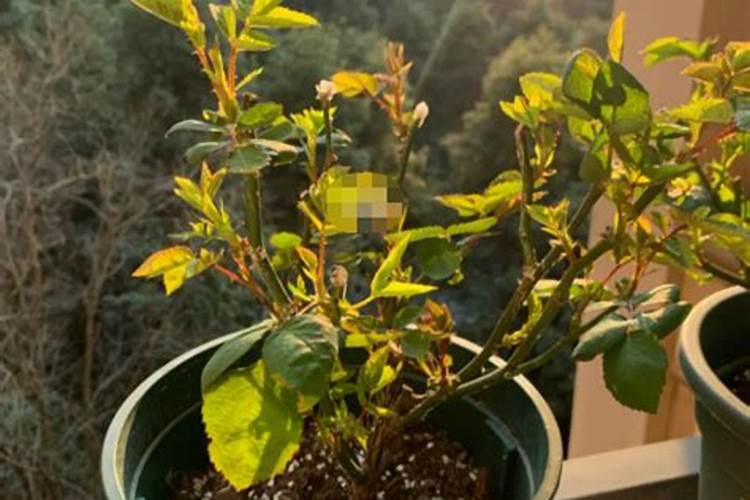 施什么肥让月季花又多又大什么肥料可以让月季花又多又大