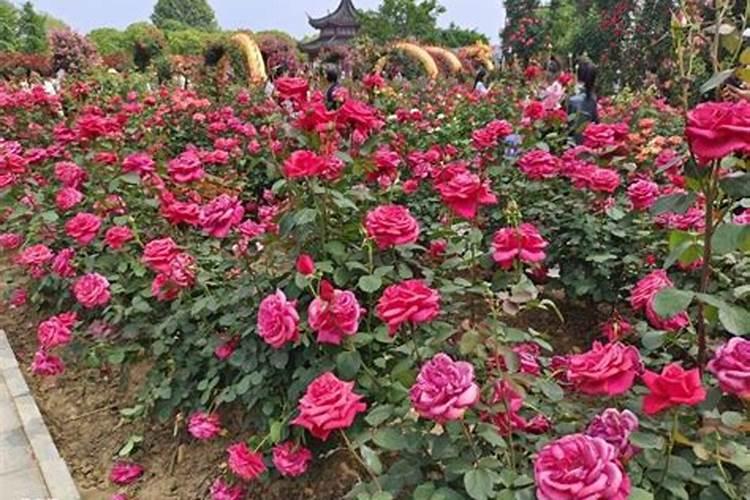 施什么肥让月季花又多又大什么肥料可以让月季花又多又大