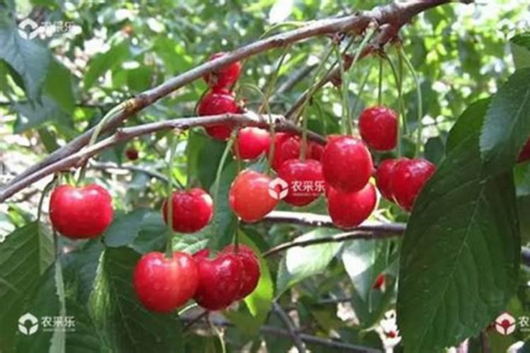 樱桃刚挂果施高钾肥可以吗？