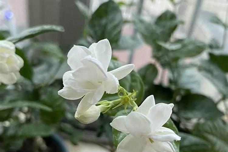 茉莉花最忌讳三种肥料