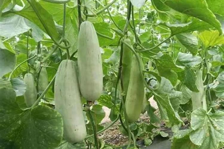 角瓜种植方法和种植时间