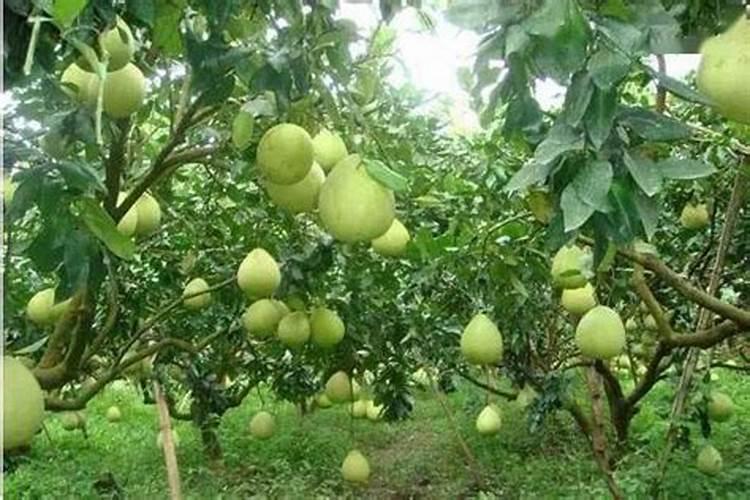红小豆化学成分