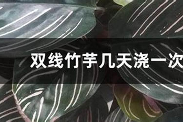 青莲竹芋的养殖方法和注意事项