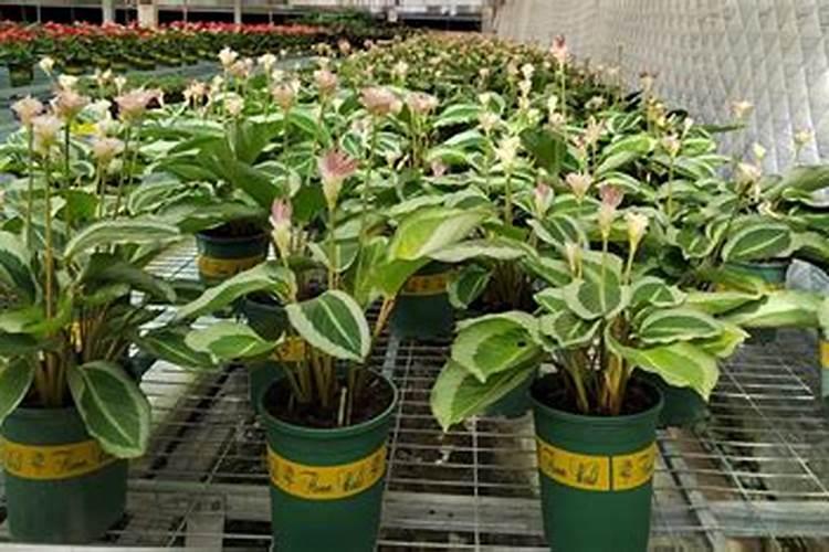 青莲竹芋什么时候开花