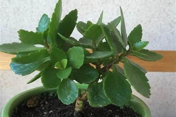 花卉红掌的养殖方法和注意事项
