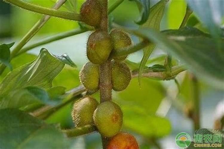 邮政所卖的五指毛桃清养膏属于正规产品范畴吗？