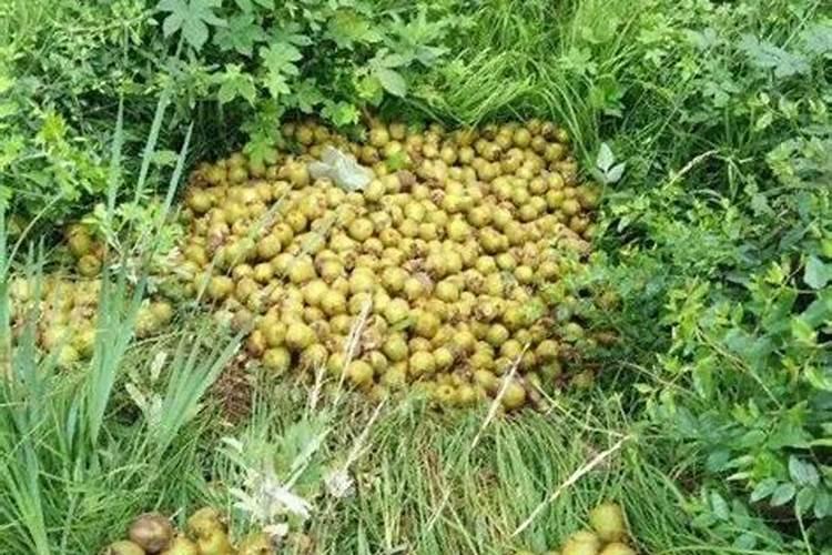 兰花不开花用什么肥料