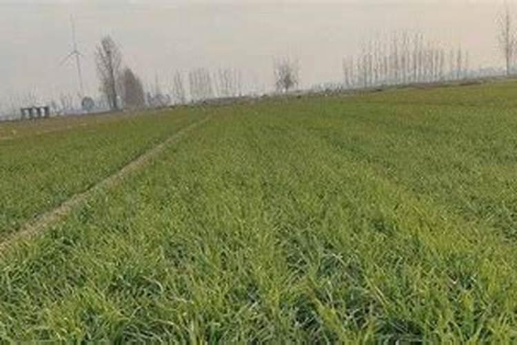 小麦返青肥用什么肥料好(小麦返青期追肥什么叶面肥好)