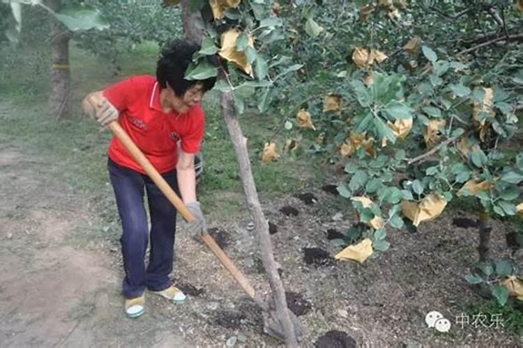 月季什么时候施肥