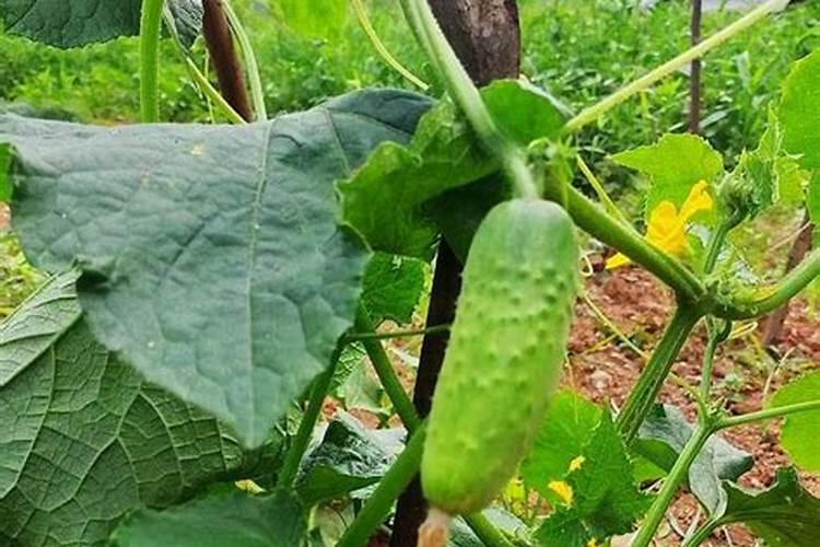 黄瓜施什么肥料最好